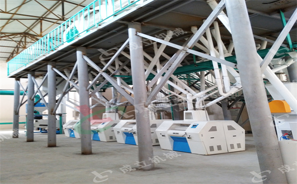 乌兹别克斯坦60吨小麦面粉设备
